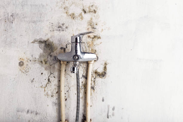 Best Residential Mold Removal  in Demarest, NJ