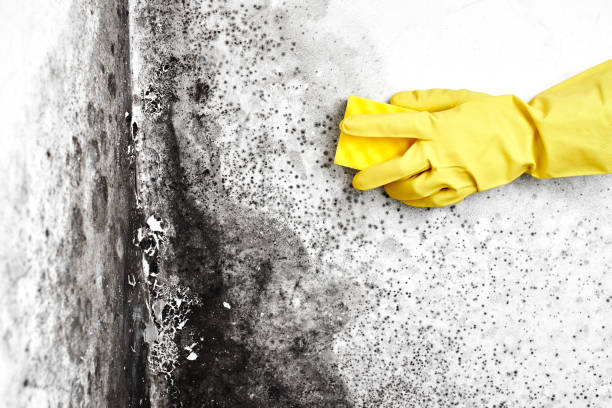 Trusted Demarest, NJ Mold Removal Experts