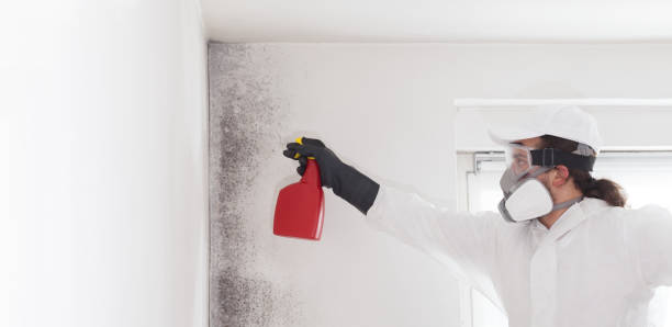 Best Local Mold Removal Service  in Demarest, NJ