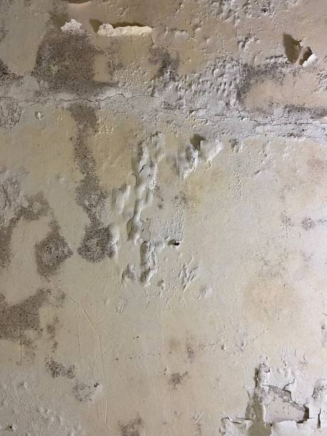 Crawl Space Mold Removal in Demarest, NJ