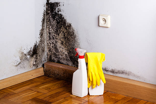 Best Crawl Space Mold Removal  in Demarest, NJ