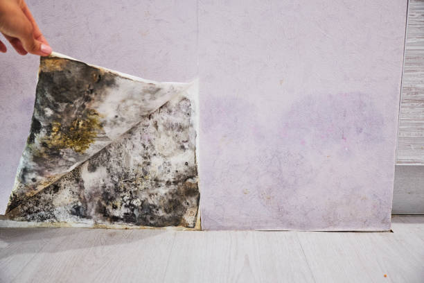 Best Water Damage Restoration  in Demarest, NJ
